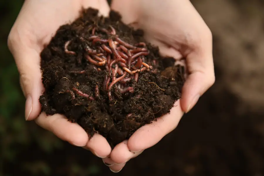 How to Start a Worm Farm in 7 Easy Steps